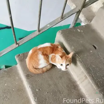 Пропал кот, Первомайская