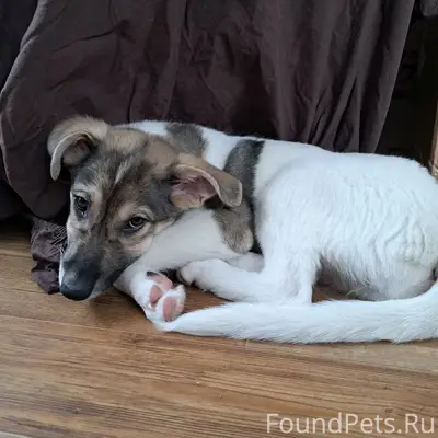 Пропала собака, неизвестна порода