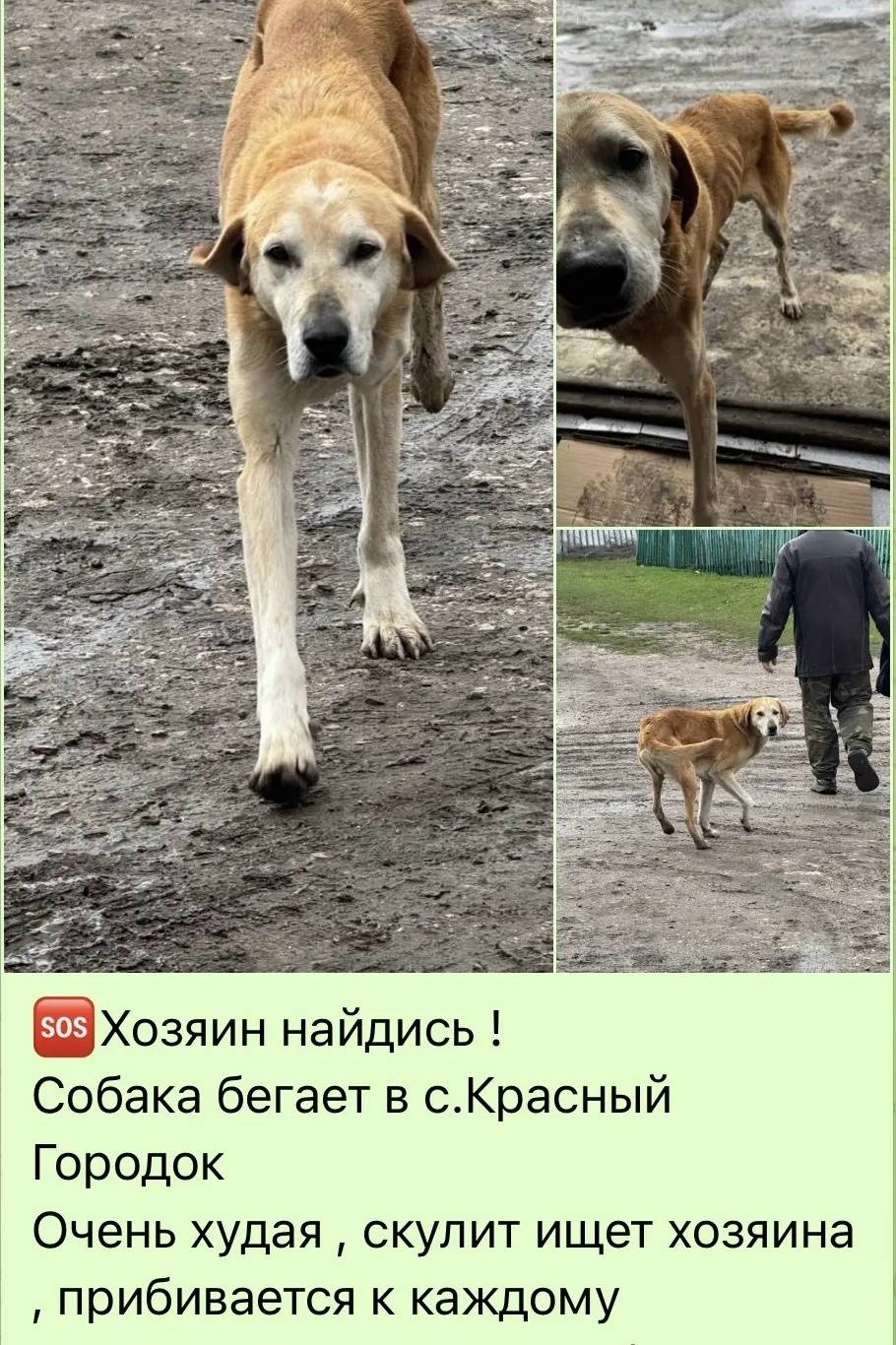 Пропала собака, с. Красный Городок
