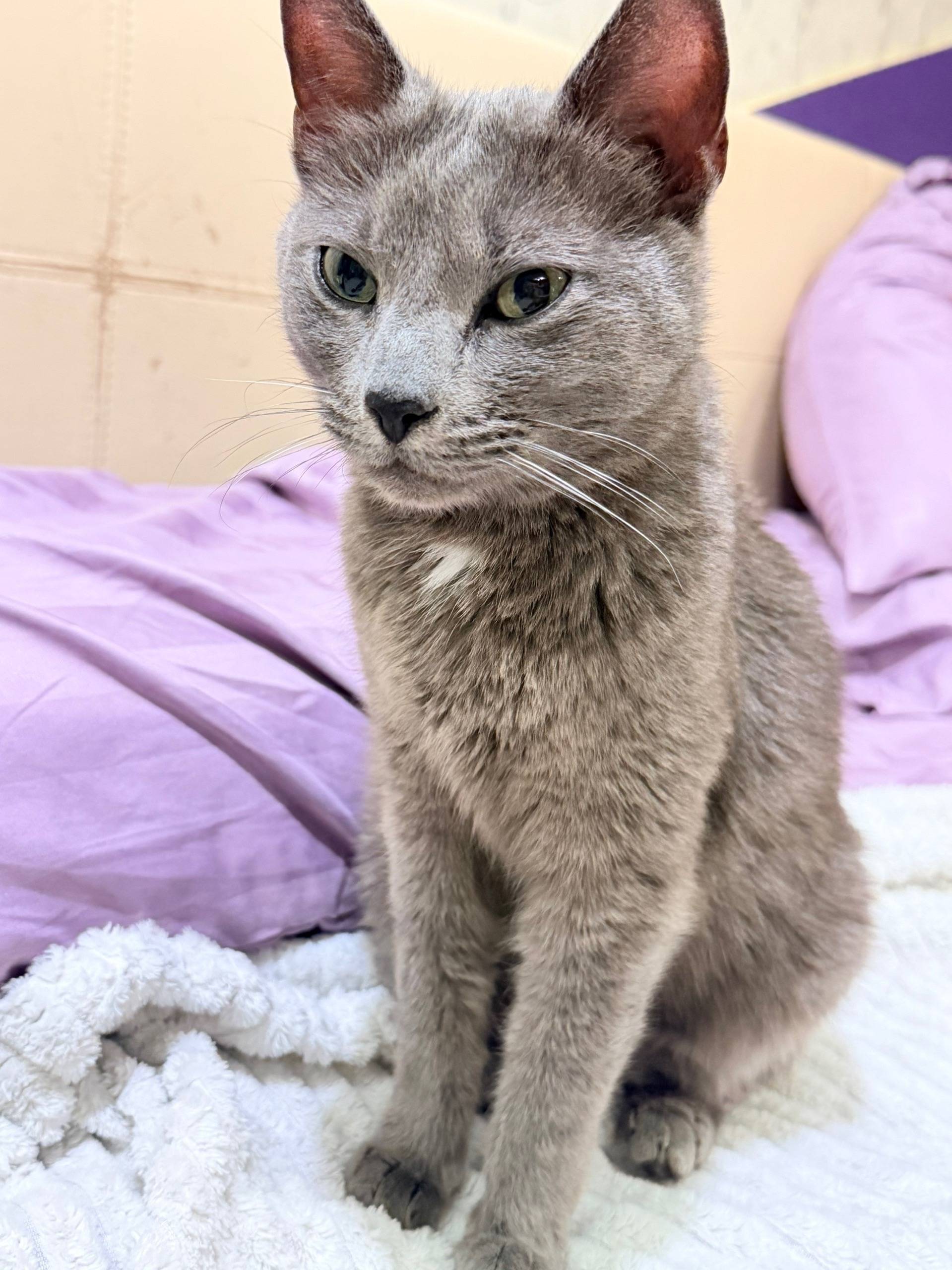 Найдена русская голубая, г. Фрязино