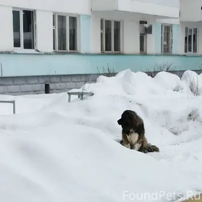 Пропала собака, с верёвкой на шее