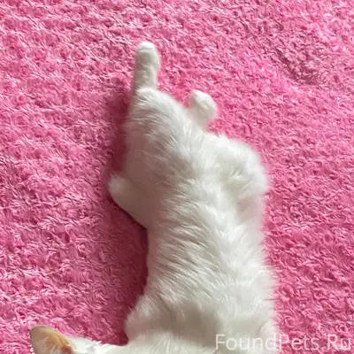 Пропала кошка Сонька, потерялась во время ремонта