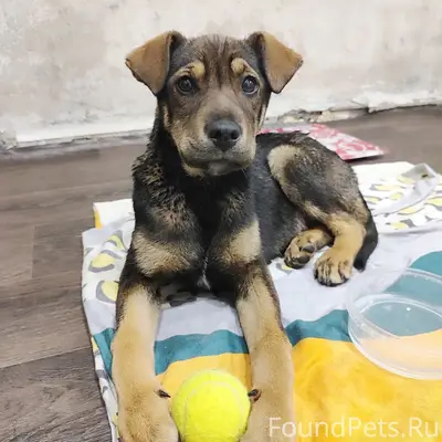 Найден щенок, Лаки