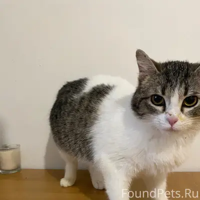 Найдена кошка, 15 мкр