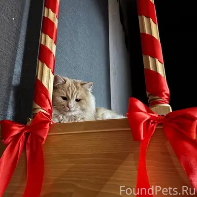 Пропал кот, район следственно комитета