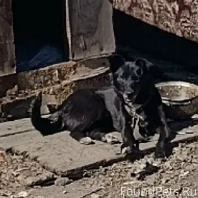 Пропала собака Аська