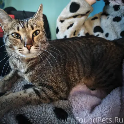 Пропал кот Денис, улица Озёрная