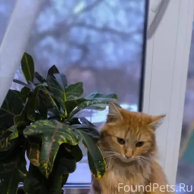 Пропала рыжая кошка г. Лида, д Шейбаки
