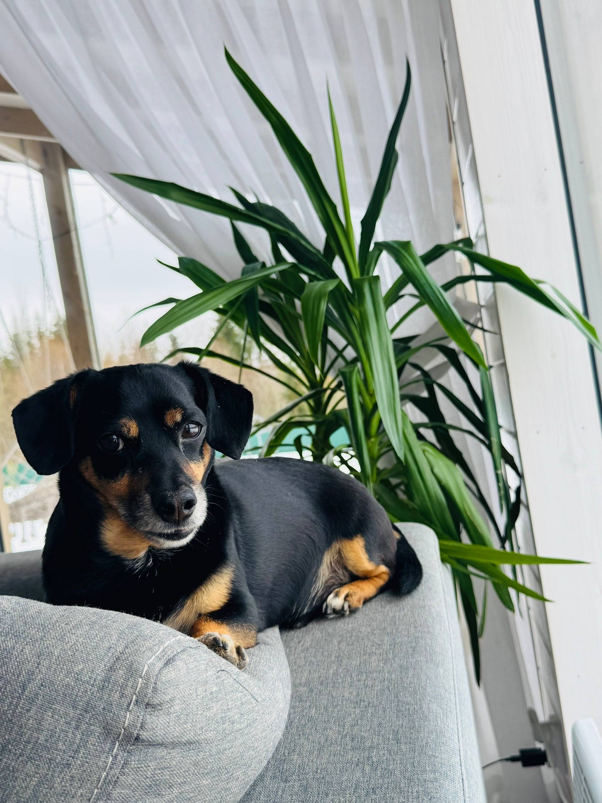 Пропала собака, Легино