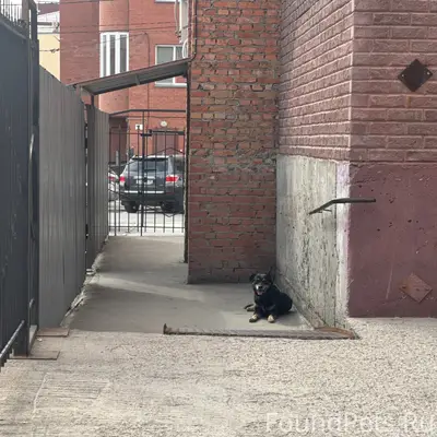 Найден пёс, 10 лет октября 70