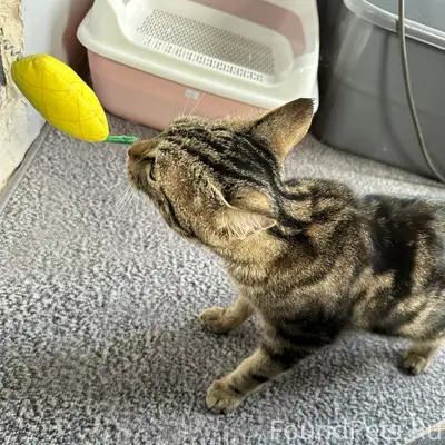 Найден котенок, Зеленое поле, Ребровка