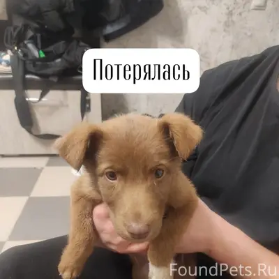 Найден щенок девочка, г. Ставрополь