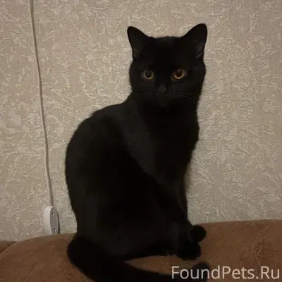 Пропала кошка 