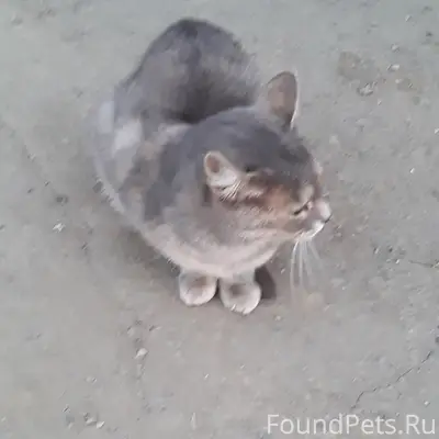 Пропала кошка, вероятно вывезли, г. Новотроицк