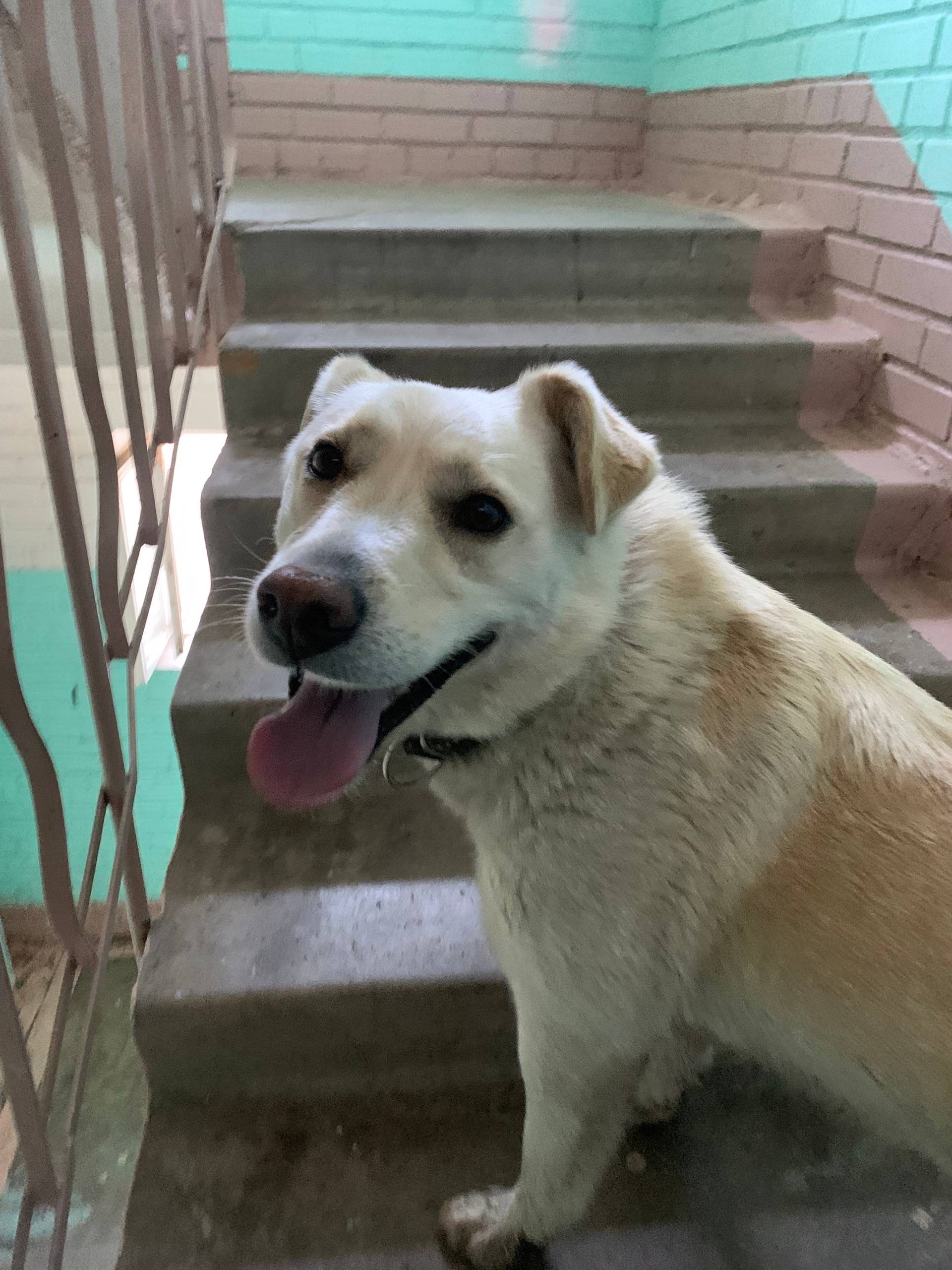 Найдена собака, Келози, Ленинградская область