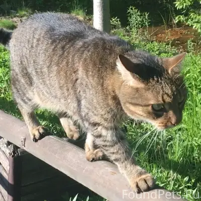 Пропал кот, Всеволожск, парк Кенша