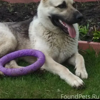 Пропал Тор, восточно европейская овчарка, Раменское