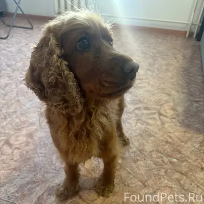Найден спаниель, мкр Просторный