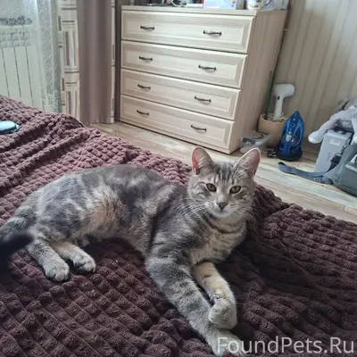 Пропал кот Тимоша, Тучково