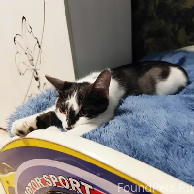 Пропал кот Марсель, поселок Правды