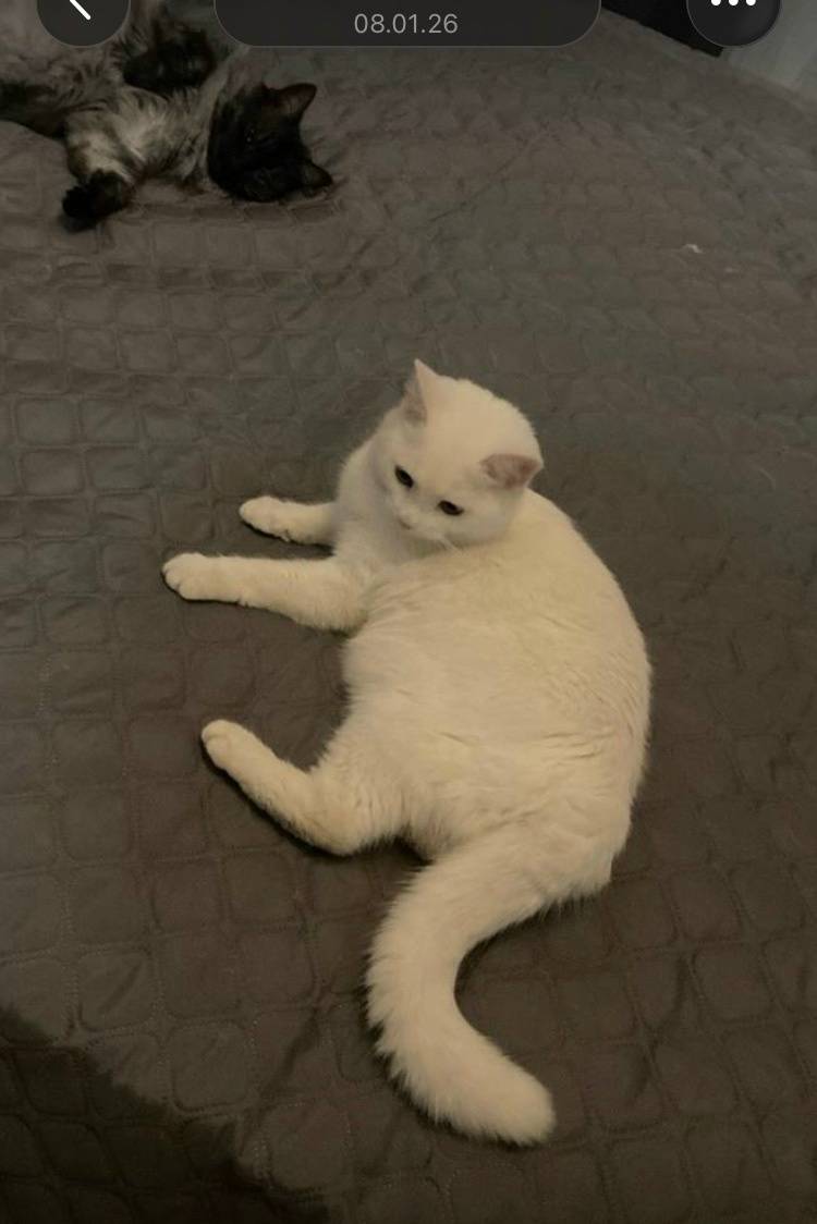 Пропал кот Беляшик, район Кржижановского