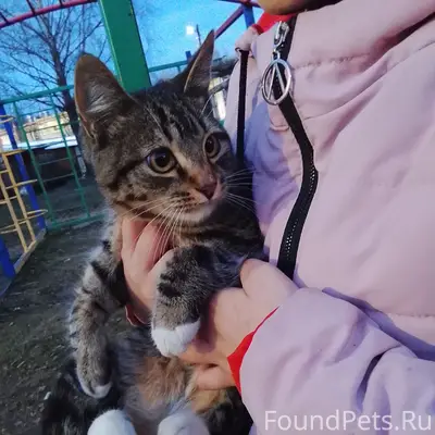 Пропал кот, улица Гагарина 5