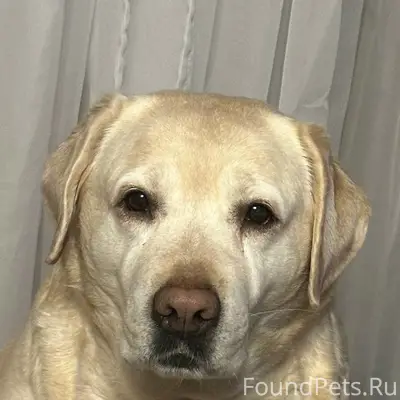 Пропала Лабрадор Тери, район пл. Горького