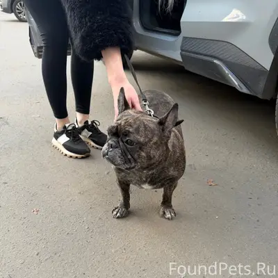Найден французский бульдог, улица Адмирала Кузнецова