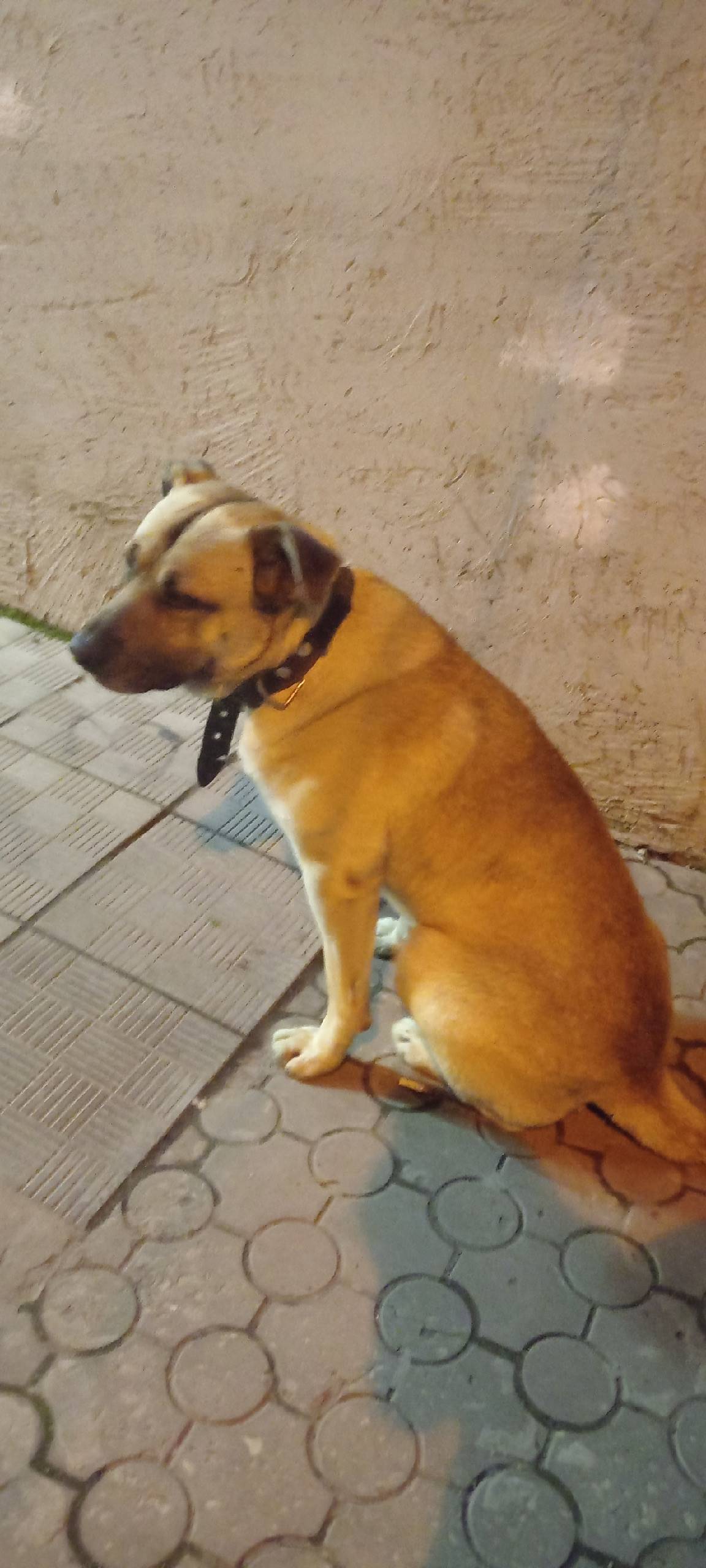 Пропал пёс, Гагаринский парк, Киевская 84