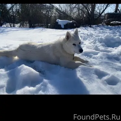 Пропала собака, район Баранкого Восток 3