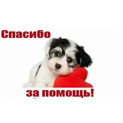 Пропал пёс, не кастрированный, возраст 1 год