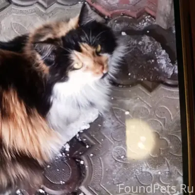 Пропала трёхцветная кошка Муся, улица 2 Красина