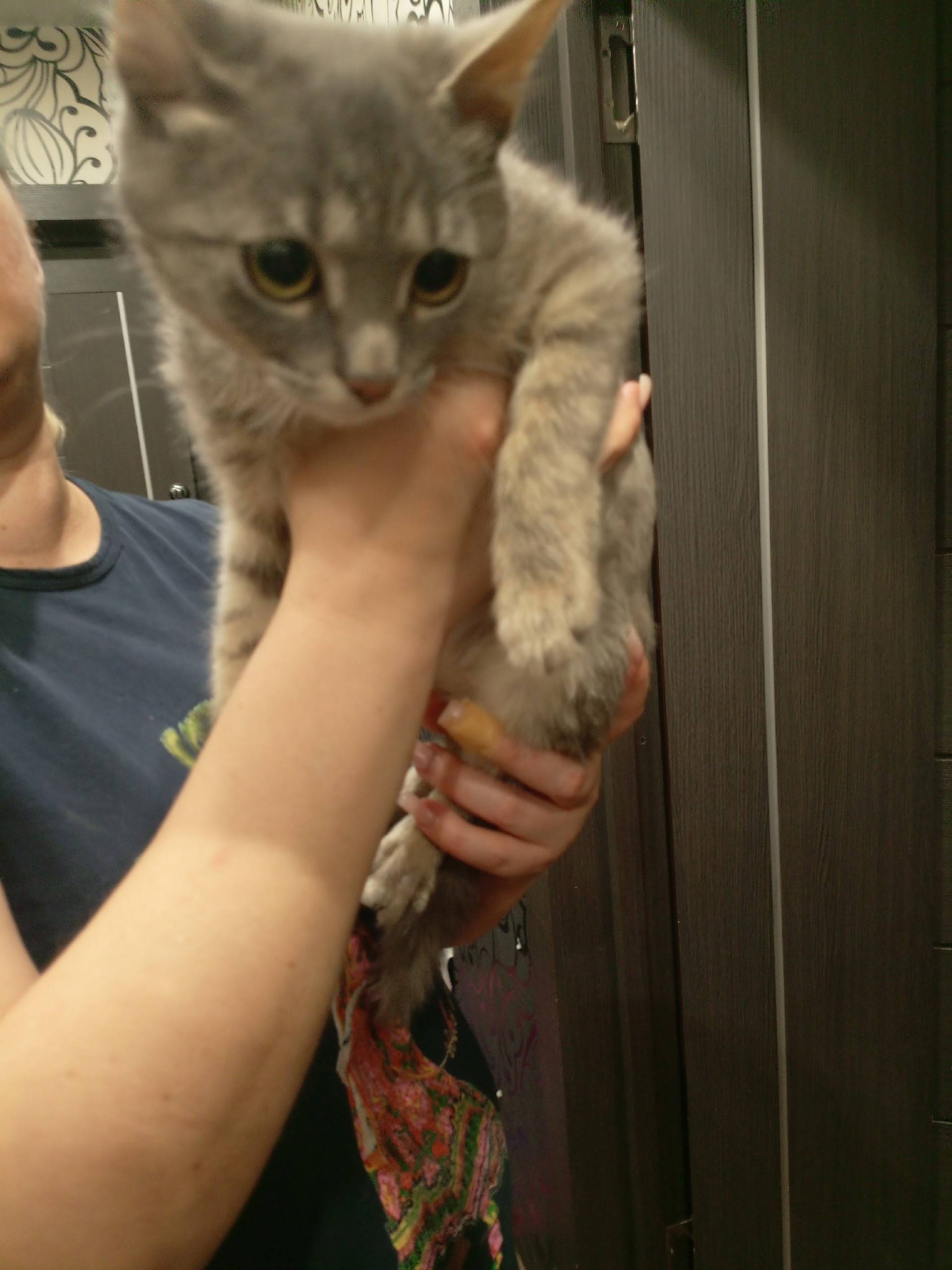 Найден котенок, Парковская улица