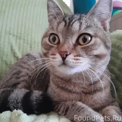 Найден кот, похож на шотландца, ул. Владимирская