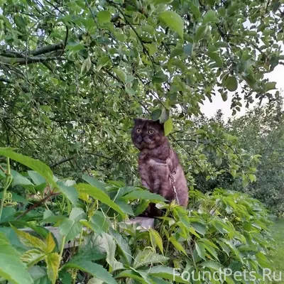 Пропал кот, д. Чемодурово