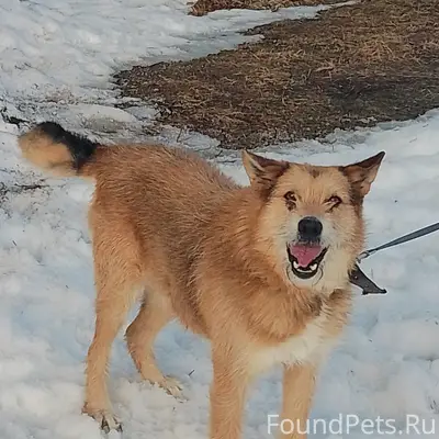 Пропал пёс Бим, д. Бор