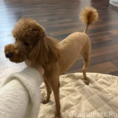 Пропал той пудель, Семхоз, Сергиев Посад