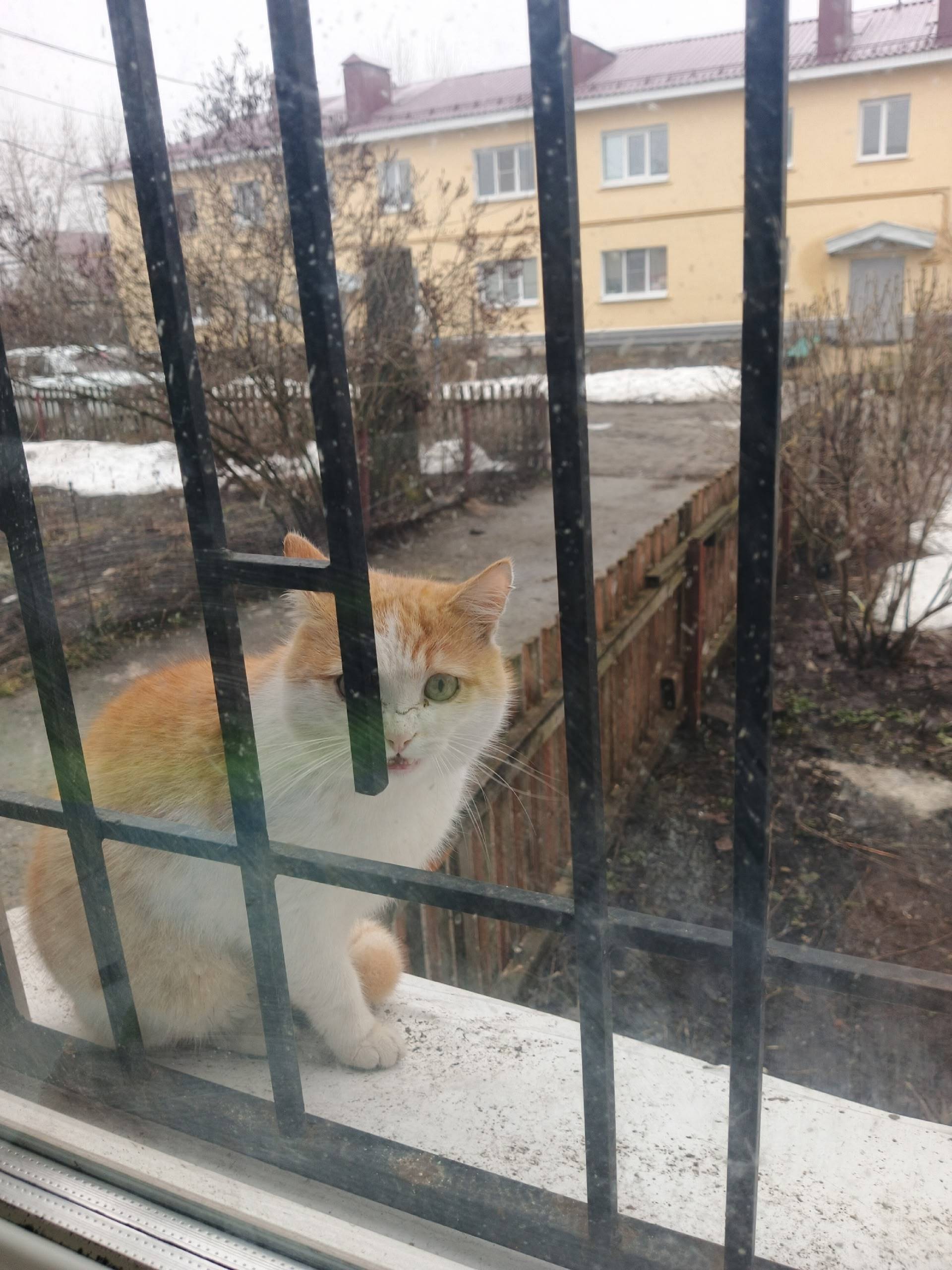 Пропал кот