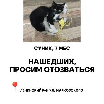 Пропал котенок, Ленинский р-н, ул. Маяковского