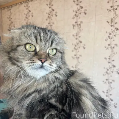 Пропала кошка, район Пионерской, Садовой, Пролетарской
