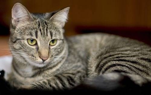 Пропала кошка Маня, Самара