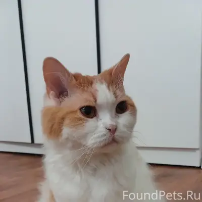 Найден кот, Мехзавод