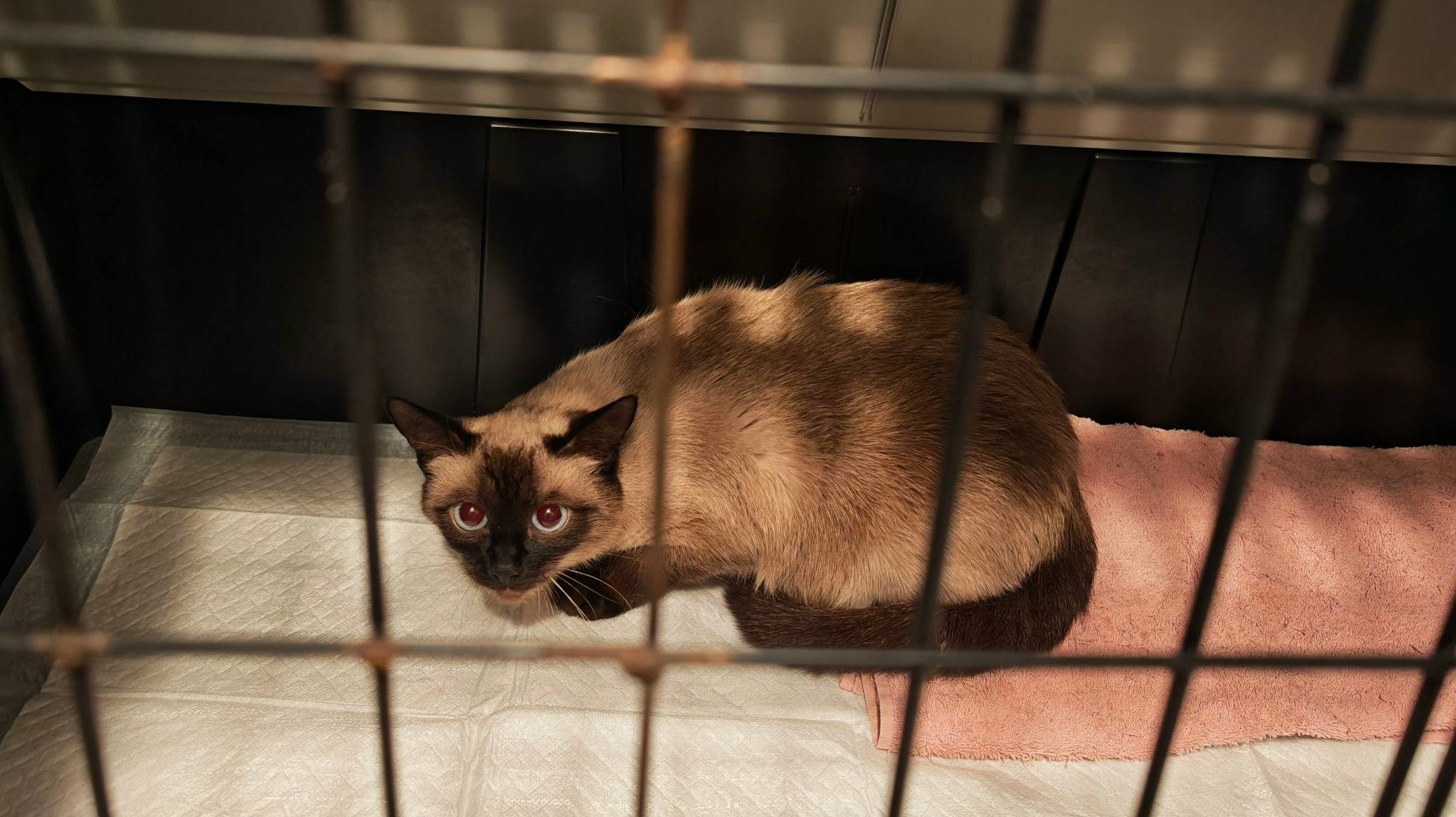 Найдена кошка, похожа на сиамскую, Новогиреево