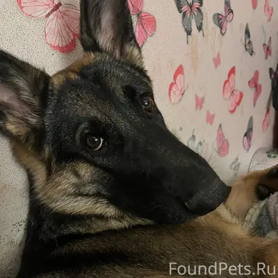 Пропала немецкая овчарка Грета, около вокзала