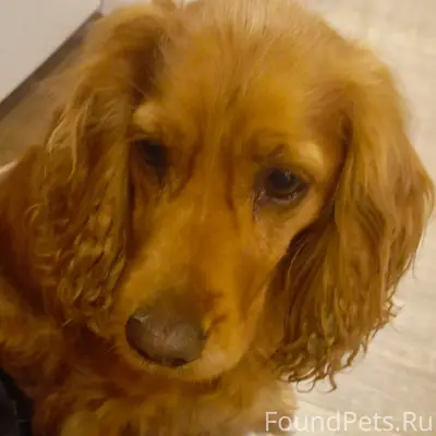 Найдена собака спаниель, район Юхарина балка
