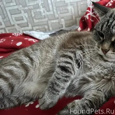 Пропал кот Тиша, район 5 интерната