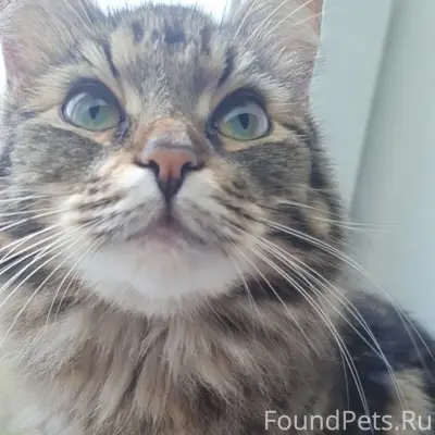 Пропала кошка Вася (Василиса), Октябрьская 72