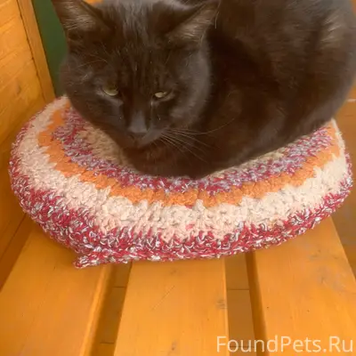 Найден чёрный кот, Зелёный посёлок
