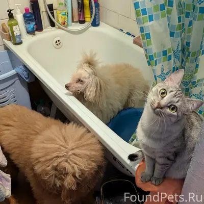 Пропала кошка Ириска