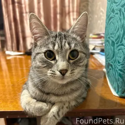 Пропала кошка, Проспект Октября